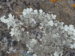 Xanthoparmelia mexicana