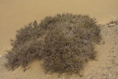 Ephedra breana