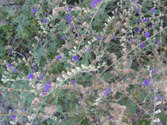 Lepidaploa chalybaea