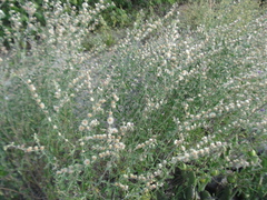 Lepidaploa chalybaea