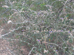 Lepidaploa chalybaea