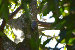 Melanerpes aurifrons