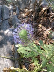 Chresta pacourinoides