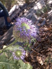 Chresta pacourinoides