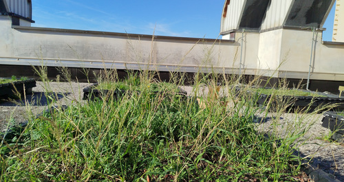 Eragrostis virescens iNat (3)