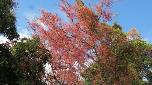 Cassia grandis