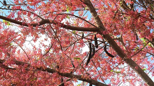 Cassia grandis