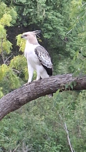 Changeable Hawk-Eagle