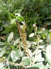Pseudelephantopus spiralis