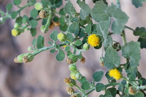 Ajo Rockdaisy (Laphamia ajoensis)