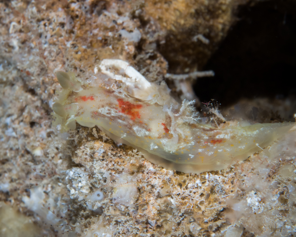 Plocamopherus maculatus