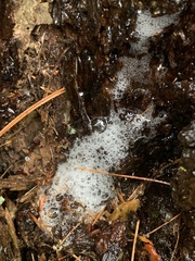 Pectobacterium carotovorum