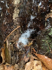 Pectobacterium carotovorum