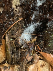 Pectobacterium carotovorum