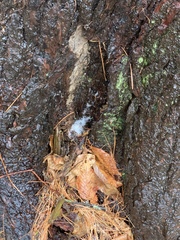 Pectobacterium carotovorum