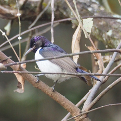 Anthreptes longuemarei
