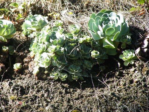 Aeonium aureum