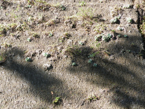 Aeonium aureum