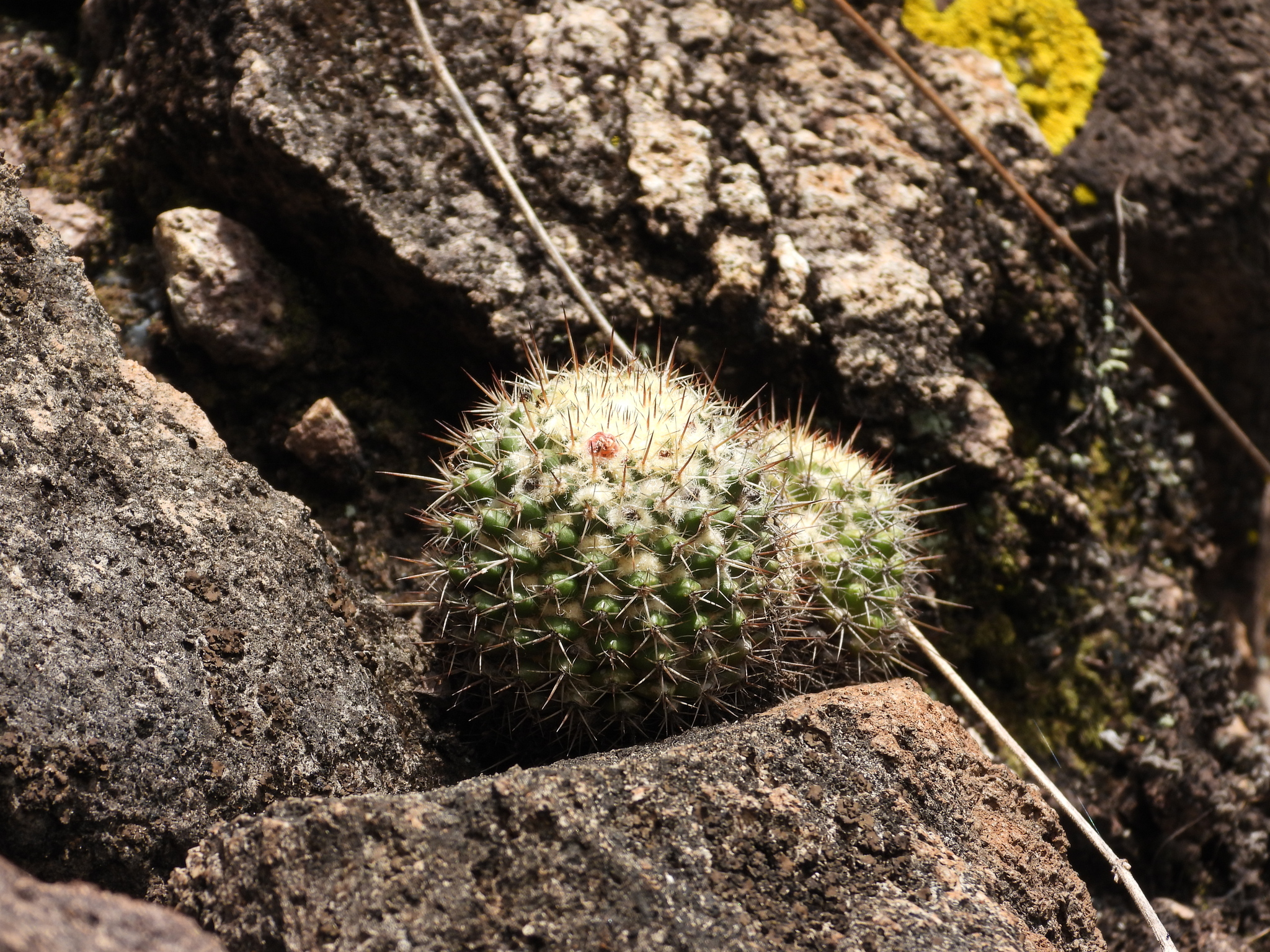 Imagem de Mammillaria voburnensis