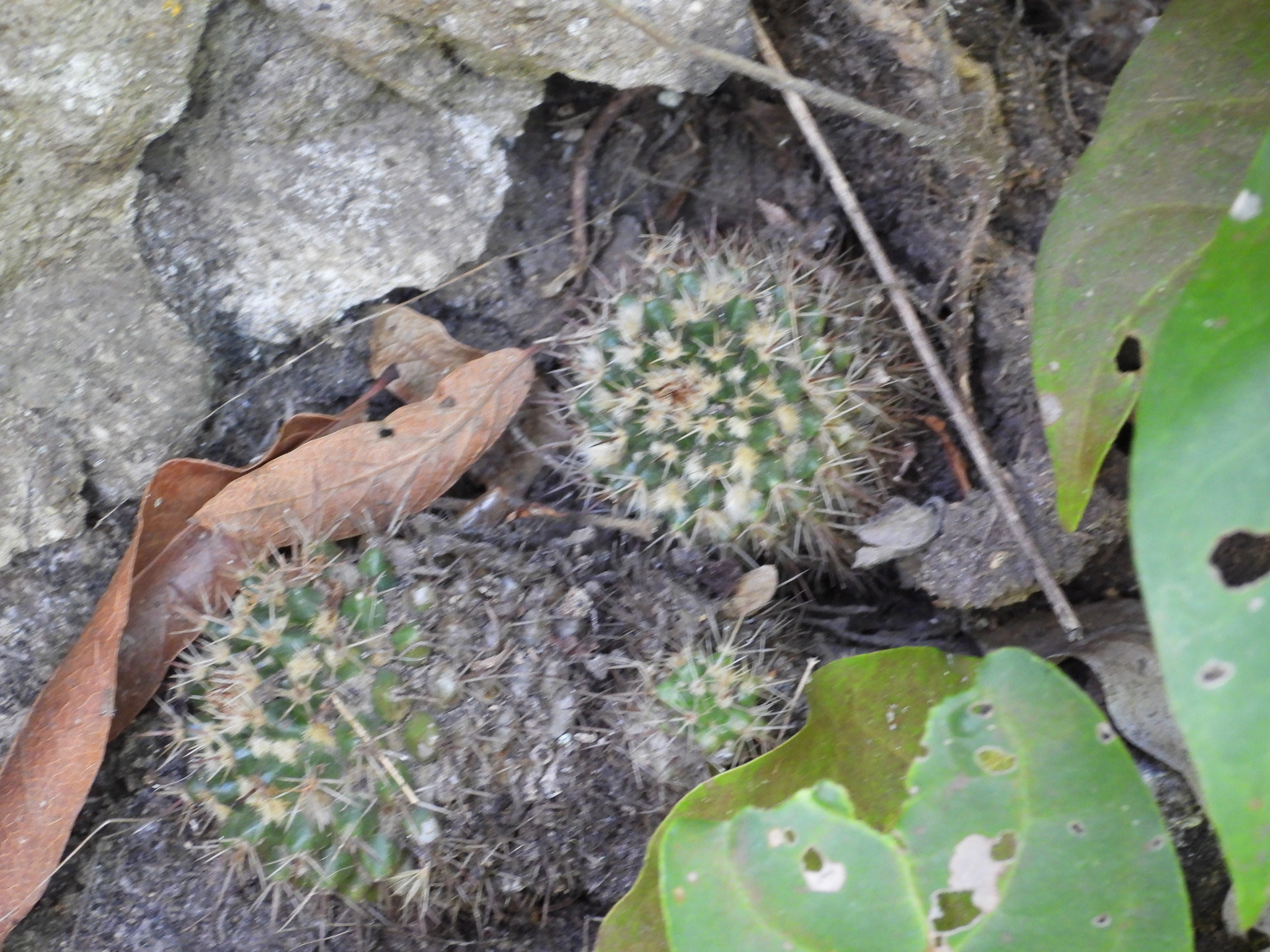 Imagem de Mammillaria voburnensis