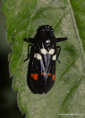 Callitettix versicolor