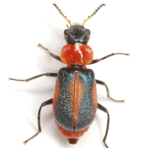 Two-lined Soft-winged Flower Beetle