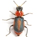 Banded Soft-winged Flower Beetle - Photo (c) Mike Quinn, Austin, TX, some rights reserved (CC BY-NC), uploaded by Mike Quinn, Austin, TX