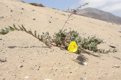 Oenothera coquimbensis