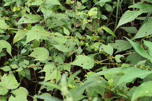 fivestamen burbark (Triumfetta pentandra)
