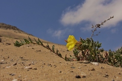 Oenothera coquimbensis
