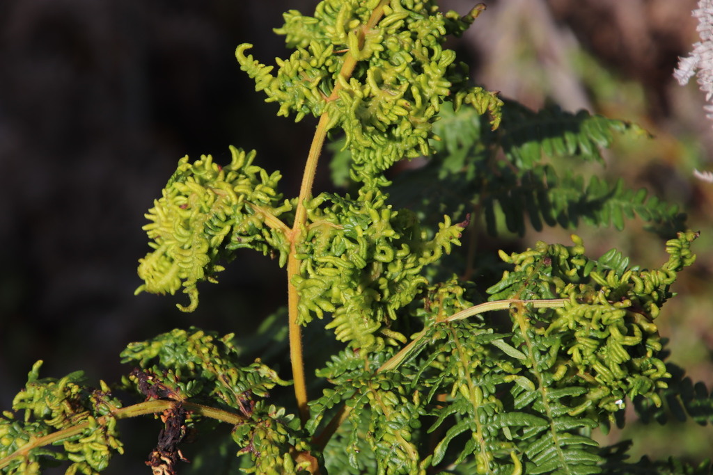 Cape Bracken Gall Mite