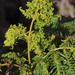 Cape Bracken Gall Mite - Photo (c) Tony Rebelo, some rights reserved (CC BY-SA), uploaded by Tony Rebelo