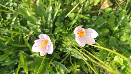 Italian Crocus (Crocus longiflorus)