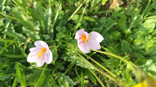 Crocus longiflorus, photograph 1