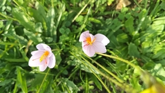(c) Lorenzo Emanuele Labate, some rights reserved (CC BY) Crocus longiflorus, photograph (c) Lorenzo Emanuele Labate, some rights reserved (CC BY)