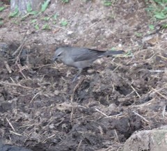 Molothrus bonariensis