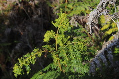 Eriophyes quadrifidus