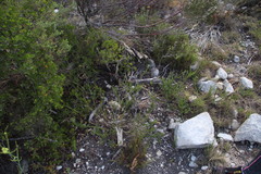 Aspalathus globulosa