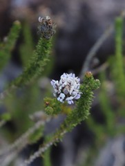 Aspalathus globulosa