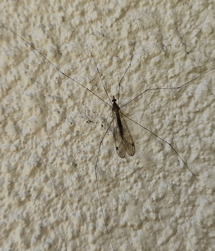 Unknown species found near Davie, FL 33317, USA
