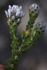 Aspalathus globulosa