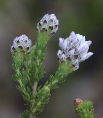 Aspalathus globulosa