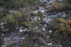 Aspalathus globulosa