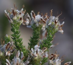 Aspalathus globulosa