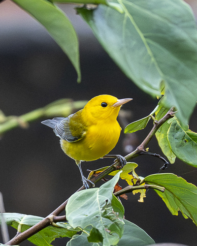Prothonotary Warbler, Colón, Panama, photo 10 of 10