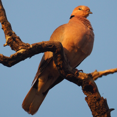 Streptopelia vinacea