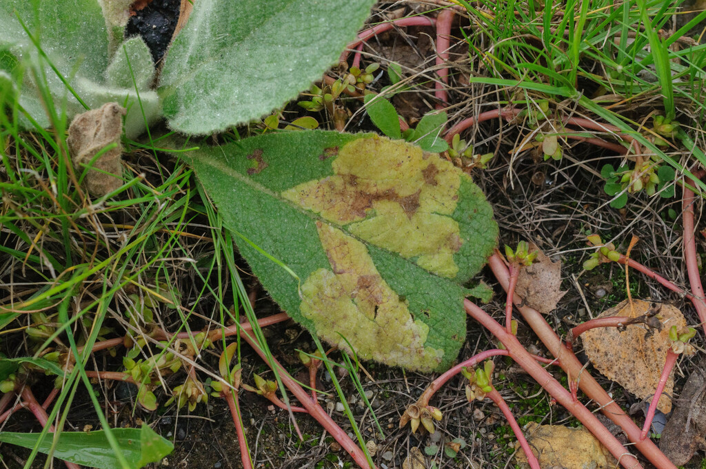 Amauromyza verbasci