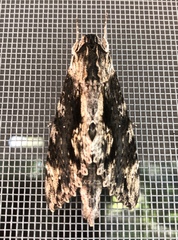 Erinnyis oenotrus