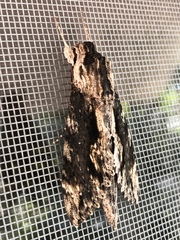 Erinnyis oenotrus