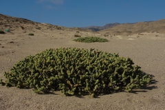 Cistanthe celosioides